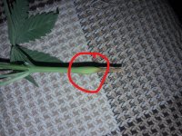 20180125_174341.thumb.jpg.4649ad0458a23649884c2defe77f4b45_LI.jpg