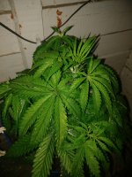 IMG_20180127_203153.jpg