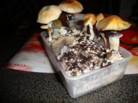 DSC02289.JPG