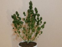 DSCN0910.JPG