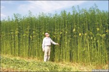 industrial-hemp-field-0126.jpg