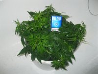 IMG_0893.JPG