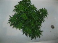 IMG_0935.JPG