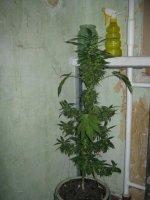 IMG_1530.jpg