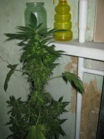 IMG_1531.jpg