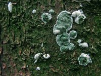 Trichoderma_viride_1_JS_20060930.jpg