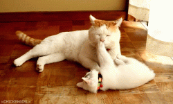 к11.gif