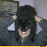 кота-шлем-cat-кэтмэн-песочница-244539.jpeg