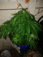 IMG_20180129_180453.jpg