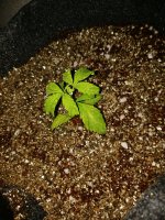 IMG_20180129_180510.jpg