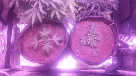 20180125_233308.jpg