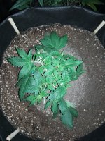 IMG_20180129_215746.jpg