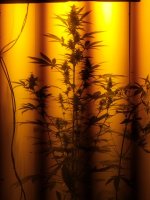 IMG_20180202_145927.jpg