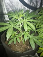 IMG_20180202_215639.jpg