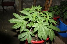 IMG_1079.JPG