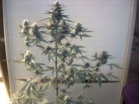 vlcsnap-00012 копия.jpg