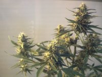 vlcsnap-00015 копия.jpg