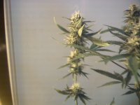 vlcsnap-00017 копия.jpg