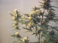 vlcsnap-00018 копия.jpg