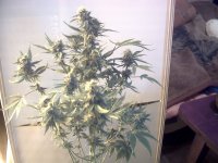 vlcsnap-00025 копия.jpg