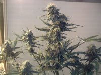 vlcsnap-00028 копия.jpg