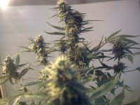 vlcsnap-00030 копия.jpg