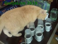 Васечек раста 2.JPG
