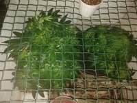 IMG_20180209_181128.jpg