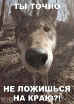 imageмсчя.jpg