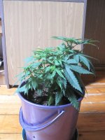 IMG_7819.JPG