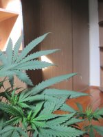 IMG_7823.JPG