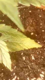 IMG_20180221_012422.jpg