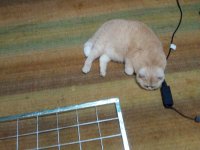 Васечек (89).jpg