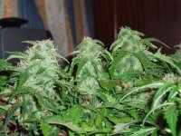 Синие черенки Мазар.JPG