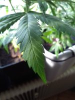 20180225_130615.jpg