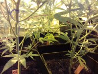 20180225_170115.jpg