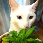 IMG_20180228_184149_463.jpg