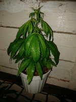 IMG_20180301_180642.jpg