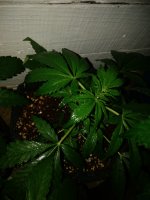 IMG_20180301_180703.jpg