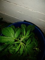 IMG_20180301_180711.jpg