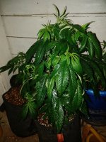 IMG_20180301_180741.jpg