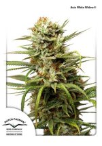 AutoWhite-Widow-Dutch-Passion.jpg