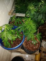 IMG_20180303_184321.jpg