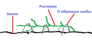 rost.png