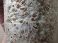 IMG_0411.JPG