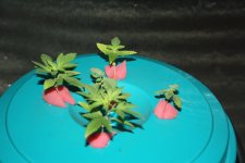 IMG_1451.JPG