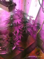 IMG_20180319_012038.jpg