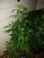 IMG_20180321_184357.jpg