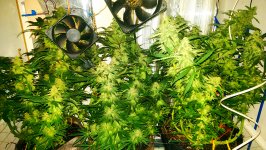 IMAG2750[1].jpg