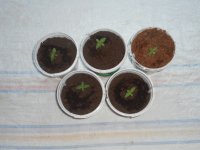25.03.18.jpg 25.03.18.jpg